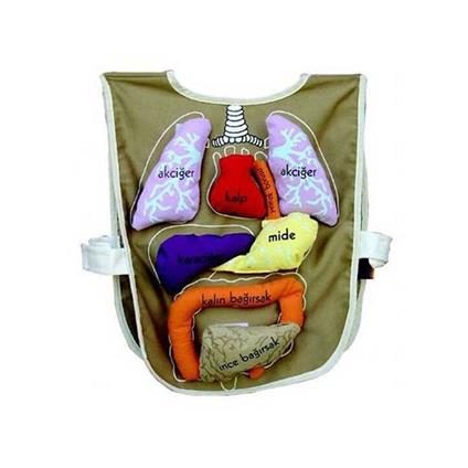 And-5011 Organ Önlüğü