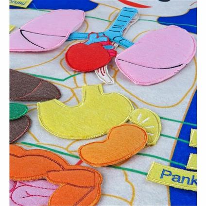 And-5120 Cırtlı Vücudumuz Pano